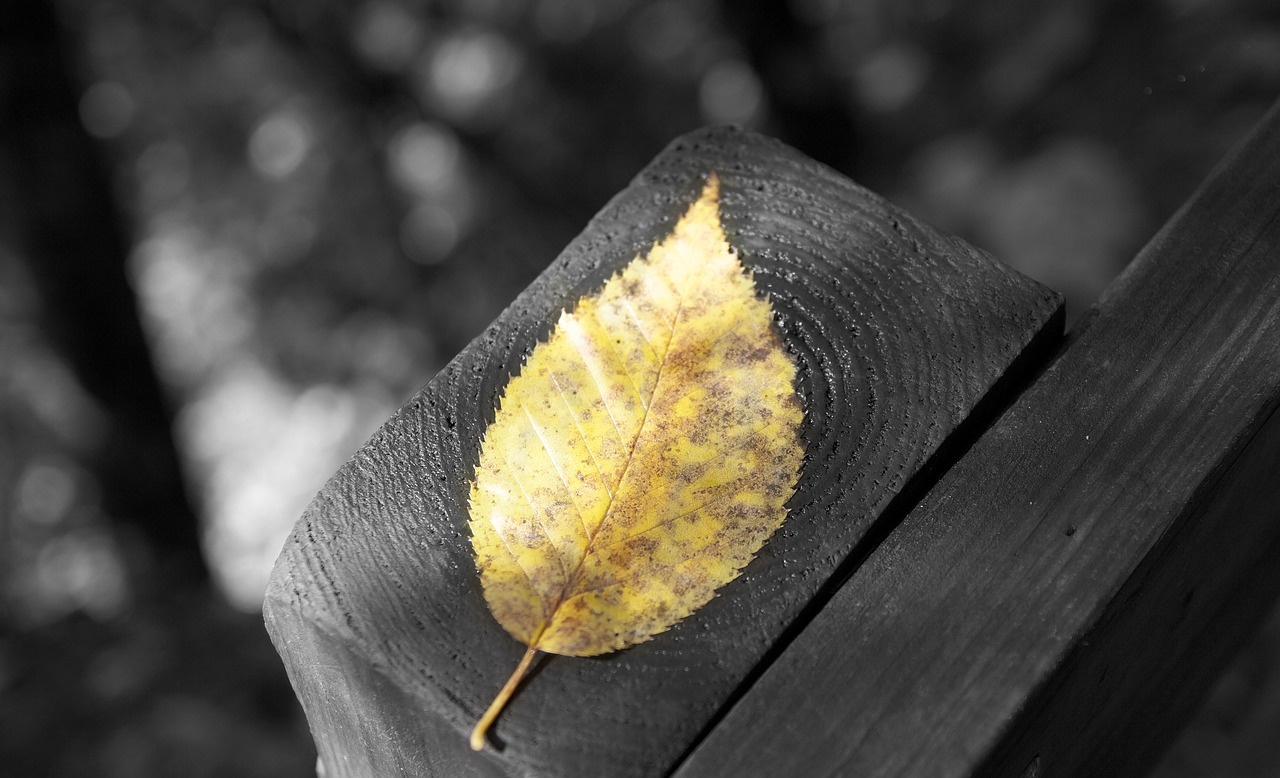 autumn-leaf-g58c4ab2c4_1280