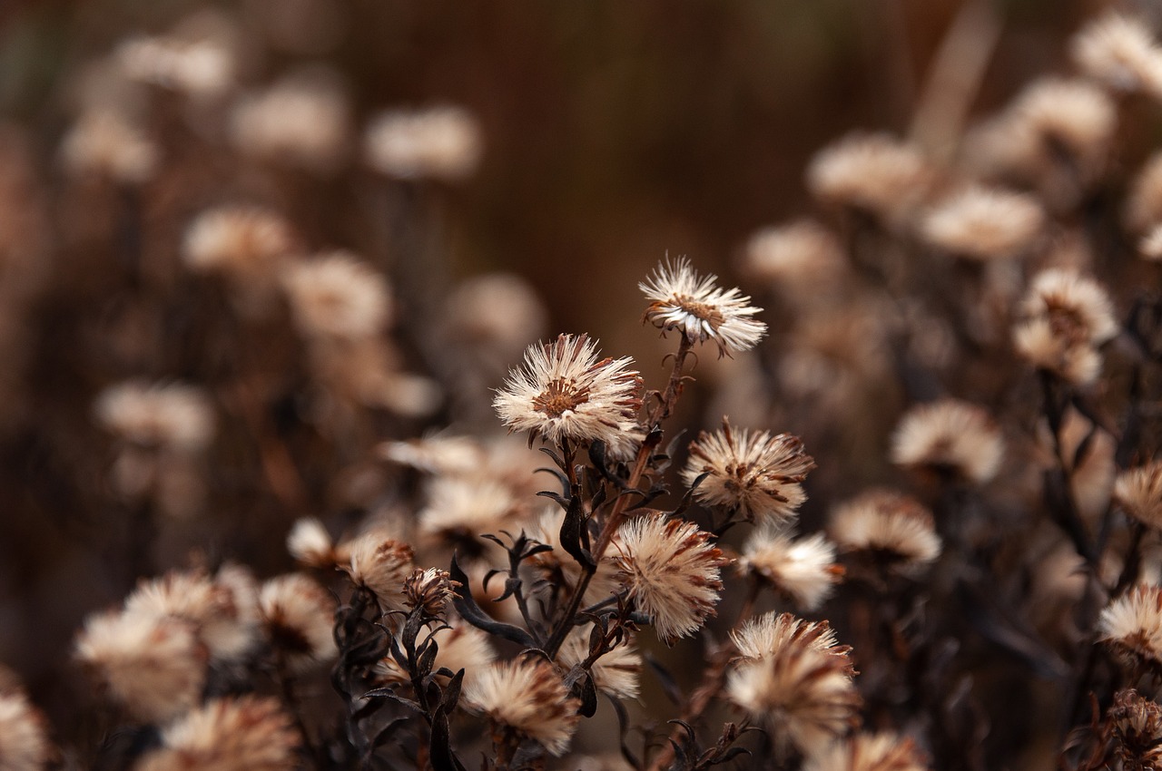 flowers-g3ce4f865c_1280