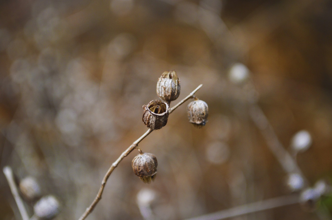 nature-g2c4e92123_1280