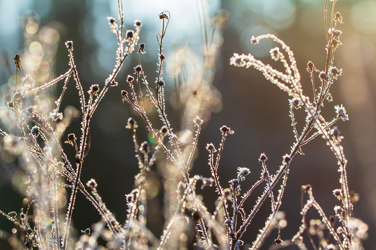 winter-gd80f3694f_1280